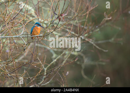 Eisvogel im Baum Stockfoto