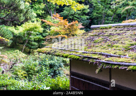 Nahaufnahme Blick auf dünne Schicht Moos auf dem Satteldach. Stockfoto