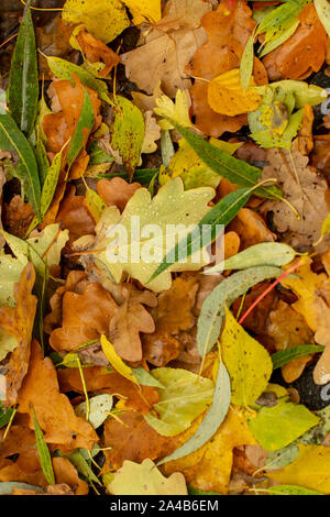 Textur der gefallenen Blätter verschiedener Baumarten auf den Boden. Stockfoto