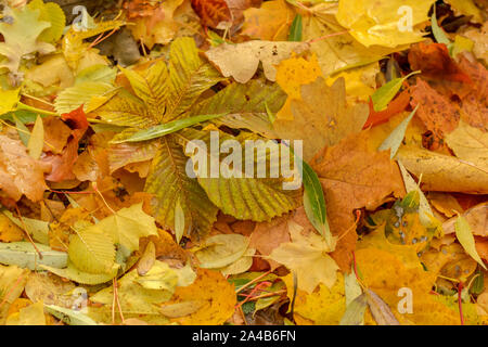 Textur der gefallenen Blätter verschiedener Baumarten auf den Boden. Stockfoto