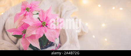 Weihnachten rosa Weihnachtsstern vergossen mit beiger Strickpullover mit funkelnden Girlande, getönt Stockfoto