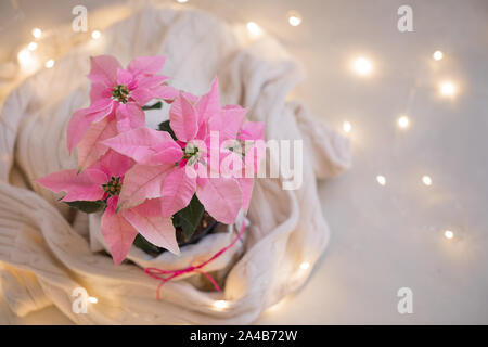 Weihnachten rosa Weihnachtsstern vergossen mit beiger Strickpullover mit funkelnden Girlande, getönt Stockfoto