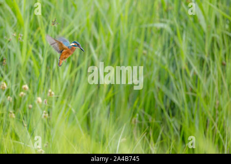 Eisvogel schweben Stockfoto