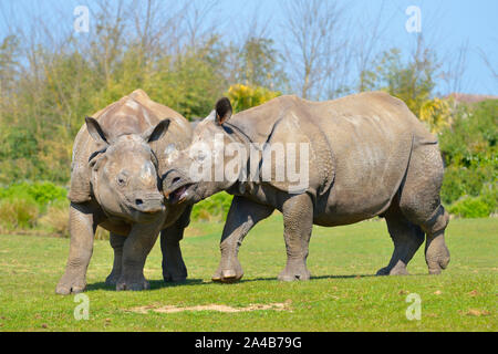 Closeup zwei indische Nashorn (Rhinoceros unicornis) Stockfoto