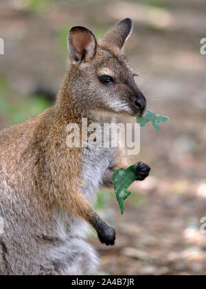 Closeup Wallaby Bennet oder Red-necked Wallabies (Macropus Rufogriseus) Blätter zu essen Stockfoto