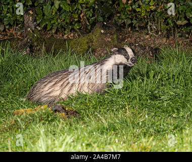 Eurasischen Badger Nahrungssuche für Lebensmittel Stockfoto