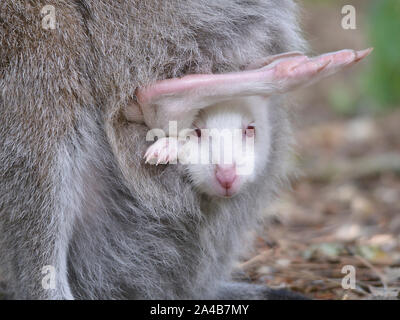 Closeup Albino Joey rot-necked Wallaby oder Wallaby Bennett (Macropus Rufogriseus) in der Tasche Stockfoto