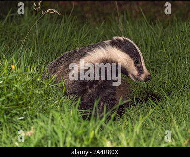Eurasischen Badger Nahrungssuche für Lebensmittel Stockfoto