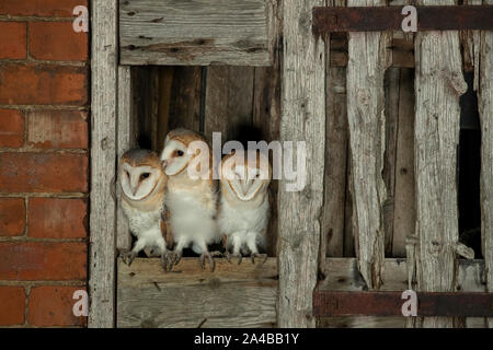 Schleiereule (Tyto alba) flügge aus einer Scheune Stockfoto