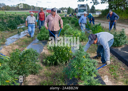 Paw Paw, Michigan - Arbeitnehmer hanf Ernte auf der Paw Paw Hanf Unternehmen. Viele amerikanische Landwirte ihre erste Ernte im Jahr 2019 geerntet nach Anbau Hanf wurde Stockfoto