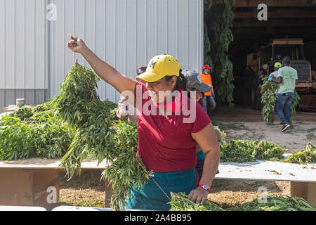 Paw Paw, Michigan - Nach der Ernte hanf Pflanzen an der Paw Paw Hanf Unternehmen, Arbeitnehmer String die Pflanzen auf schnüren und sie in die Scheune zu trocknen. Mann Stockfoto