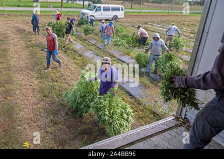 Paw Paw, Michigan - Arbeitnehmer hanf Ernte auf der Paw Paw Hanf Unternehmen. Viele amerikanische Landwirte ihre erste Ernte im Jahr 2019 geerntet nach Anbau Hanf wurde Stockfoto