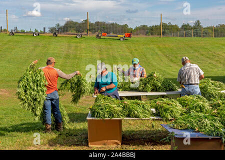 Paw Paw, Michigan - Nach der Ernte hanf Pflanzen an der Paw Paw Hanf Unternehmen, Arbeitnehmer String die Pflanzen auf schnüren und sie in die Scheune zu trocknen. Mann Stockfoto