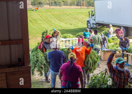 Paw Paw, Michigan - Nach der Ernte hanf Pflanzen an der Paw Paw Hanf Unternehmen, Arbeitnehmer String die Pflanzen auf schnüren und sie in die Scheune zu trocknen. Mann Stockfoto