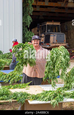 Paw Paw, Michigan - Nach der Ernte hanf Pflanzen an der Paw Paw Hanf Unternehmen, Arbeitnehmer String die Pflanzen auf schnüren und sie in die Scheune zu trocknen. Mann Stockfoto