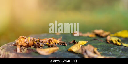 Gefallen bunte Blätter liegen auf alten Eiche Baumstumpf im Wald. Goldener Herbst. Natürliche Hintergrund mit Kopie Raum, Banner Format. Stockfoto