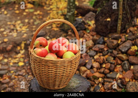 Weidenkorb mit roten Äpfeln, Herbst noch Leben Stockfoto