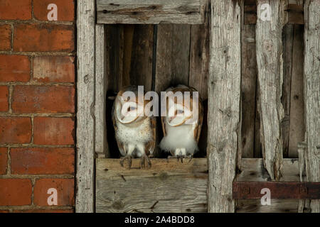 Schleiereule (Tyto alba) flügge aus einer Scheune Stockfoto