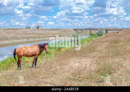 Rustikal mit braunen Pferd im Sommer Stockfoto