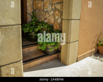 Pflanzen und Blumen in der dekorativen Töpfe auf der Treppe Stockfoto