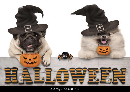 Cute Halloween Welpen Hunde - Mops und pomeranian spitz - mit Kürbis candy Korb für Trick und behandeln, auf Holz- Banner mit Text, isoliert Stockfoto