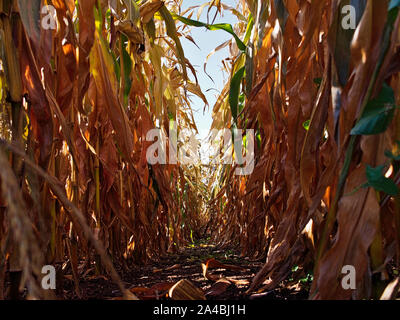 Spätsommer cornfield Für die Ernte am Zentralen experimentelle Agrar, Landwirtschaft Kanada, 960 Carling Avenue, Ottawa, Ontario, Kanada bereit. Stockfoto