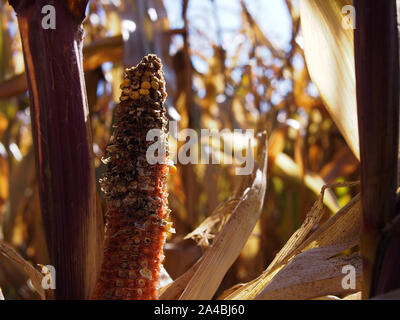 Mais fäulnisbefall auf der Cob am Zentralen experimentelle Agrar, Landwirtschaft Kanada, 960 Carling Avenue, Ottawa, Ontario, Kanada. Stockfoto