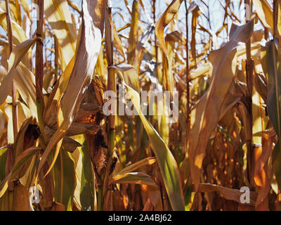 Cornfield bereit (letzten?) Ernte am Zentralen experimentelle Agrar, Landwirtschaft Kanada, 960 Carling Avenue, Ottawa, Ontario, Kanada. Stockfoto