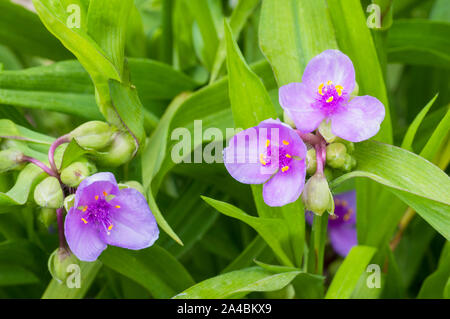 Tradescantia virginiana in einer Gruppe von drei Blüten und Knospen. Gegen den Hintergrund der Blätter. Stockfoto