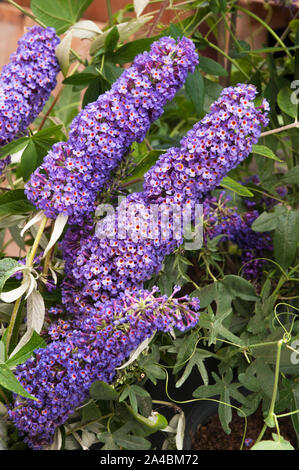 Blütenstände des Sommerflieders davidii Black Knight auch genannt Butterfly Bush einen laubabwerfenden Strauch, der sich am besten in der vollen Sonne und ist vollkommen winterhart Stockfoto