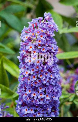 Blume Spike des Sommerflieders davidii Black Knight auch genannt Butterfly Bush einen laubabwerfenden Strauch, der sich am besten in der vollen Sonne und ist vollkommen winterhart Stockfoto