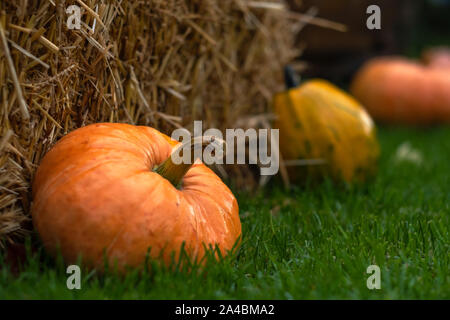 Kürbisse auf rustikalen Holzmöbeln Hintergrund. Einrichtung Element für Halloween Stockfoto