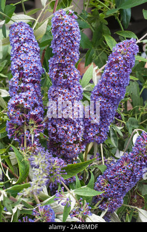 Blütenstände des Sommerflieders davidii Black Knight auch genannt Butterfly Bush einen laubabwerfenden Strauch, der sich am besten in der vollen Sonne und ist vollkommen winterhart Stockfoto