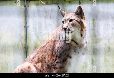 Ansicht eines Eurasischen Norden Luchs Lynx lynx, Lat. Stockfoto