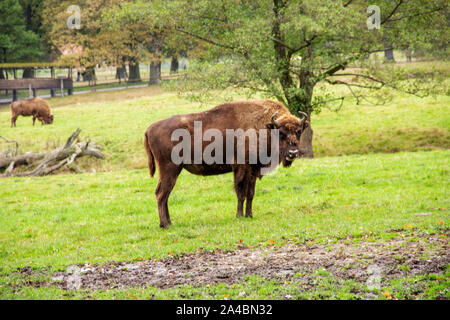 Für eine Europäische Bisons, Latein Bison bonasus Stockfoto