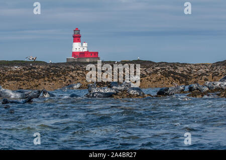 Dichtung grau (Halichoerus grypus) mitgeführt und auf Longstone, Farne Islands, Northumberland, mit Longstoen lighthose im Hintergrund. Stockfoto