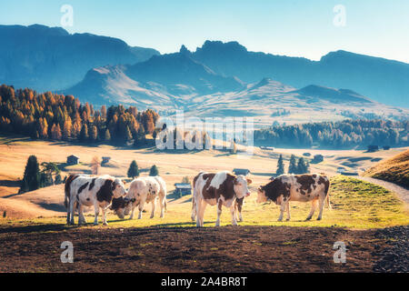 Schöne Kühe und Kälber auf der Wiese mit grünem Gras Stockfoto