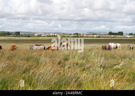 Herde von wilden Pferden, die in der Nähe von Crofty auf dem Llanrhidian Moor auf der Gower Halbinsel, Wales Vereinigtes Königreich Walisische Küstenlandschaft und Biodiversität des Lebensraums Salzwiesen Stockfoto