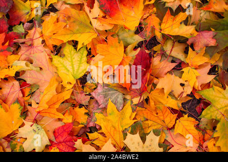 Rote und gelbe gefallenen Blätter im Herbst auf dem Boden liegen. Stockfoto