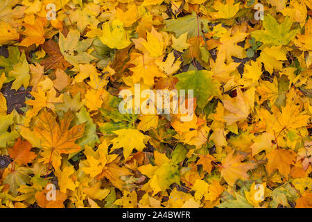 Gefallenen gelben Blätter im Herbst auf dem Boden liegen. Stockfoto