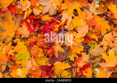 Gefallenen rot-gelben Blätter im Herbst auf dem Boden liegen. Stockfoto