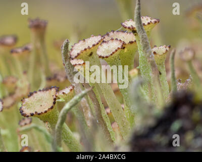 Winzigen Pilz im Moos Stockfoto