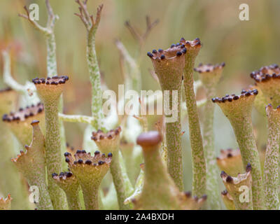 Winzigen Pilz im Moos Stockfoto
