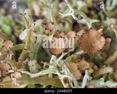 Winzigen Pilz im Moos Stockfoto