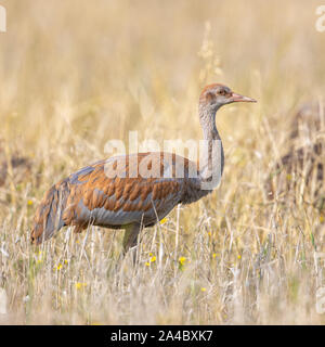 Weniger Sandhill Crane Colt in einem Gerstenfeld Stockfoto