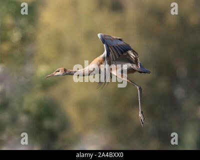 Weniger Sandhill Crane im Flug Stockfoto