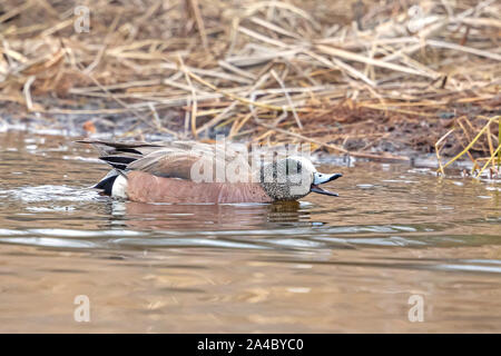 Amerikanische Pfeifente Drake Schwimmen Stockfoto