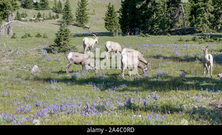 Eine Herde von Bighorn Schafe Schafe weiden auf Mt Washburn in Yellowstone Stockfoto