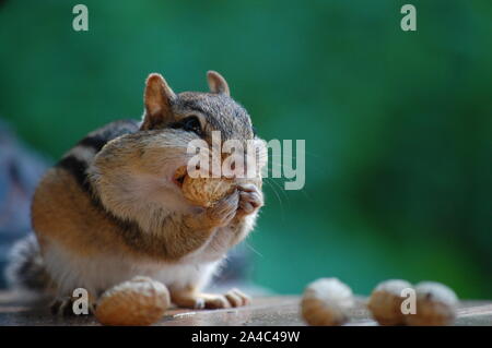 Süße Streifenhörnchen (Tamias striatus) eine Erdnuss auf der Grenze zwischen Kanada und New York (USA) in den tausend Inseln Stockfoto