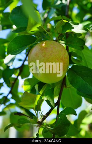 Frische, grüne Äpfel auf Bäumen in einem Apple Orchard Stockfoto